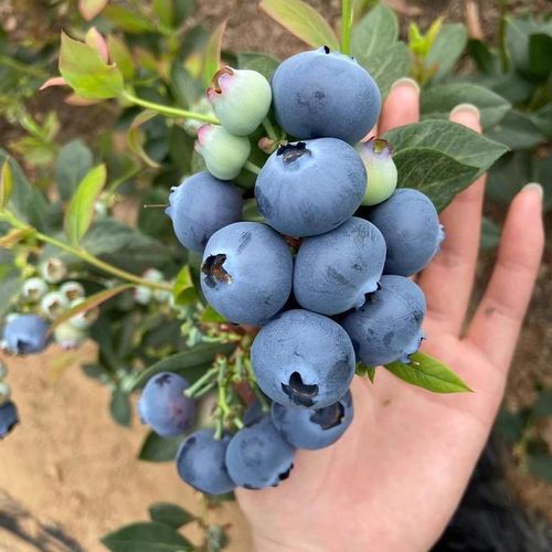 100pcs High Quality Blueberry Tree Seeds Item | Buy 100pcs High Quality Blueberry Tree Seeds | SPOP Enterprise Global